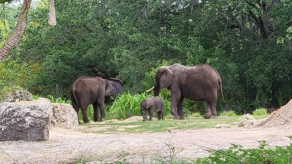 Disney Disney You Know 8 Endangered Species You Can See at Animal Kingdom