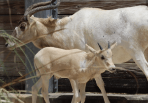 Happy Mother's Day Mom 'Julian' at Disney's Animal Kingdom Addax Herd