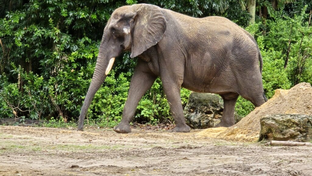 Dr Mark at Disney Gives Thanks to Cast Members plus an Update on the Animals at Disney World