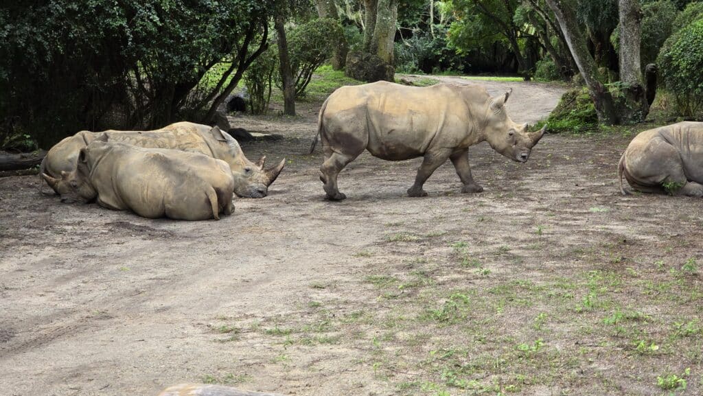 Dr Mark at Disney Gives Thanks to Cast Members plus an Update on the Animals at Disney World