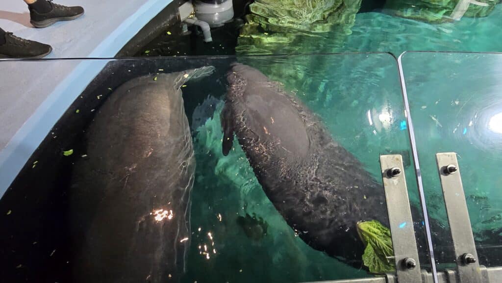 New Cuteness Overload as 1700 Pound Ocean Potato named Inigo Joins Lil Joe at SeaBase in Epcot