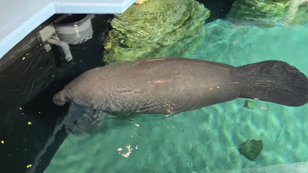 New Cuteness Overload as 1700 Pound Ocean Potato named Inigo Joins Lil Joe at SeaBase in Epcot