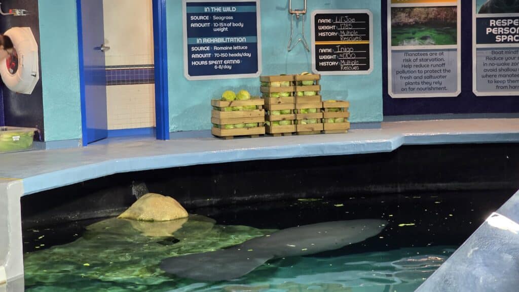 New Cuteness Overload as 1700 Pound Ocean Potato named Inigo Joins Lil Joe at SeaBase in Epcot