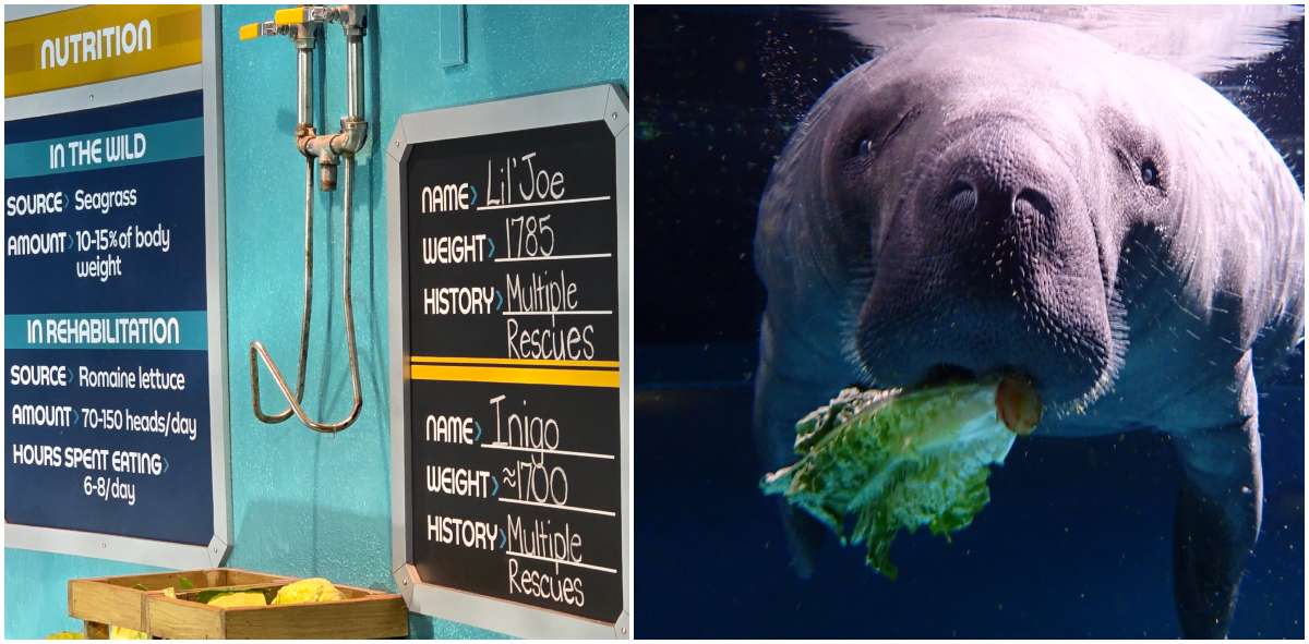 New Cuteness Overload as 1700 Pound Ocean Potato named Inigo Joins Lil Joe at SeaBase in Epcot