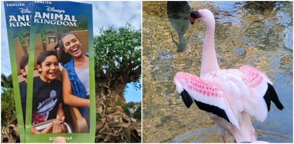 Dr Mark at Disney Gives Thanks to Cast Members plus an Update on the Animals at Disney World