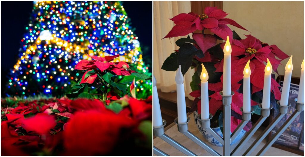 100000 Poinsettias and Festive Flowers Planted at Walt Disney World During the Holidays