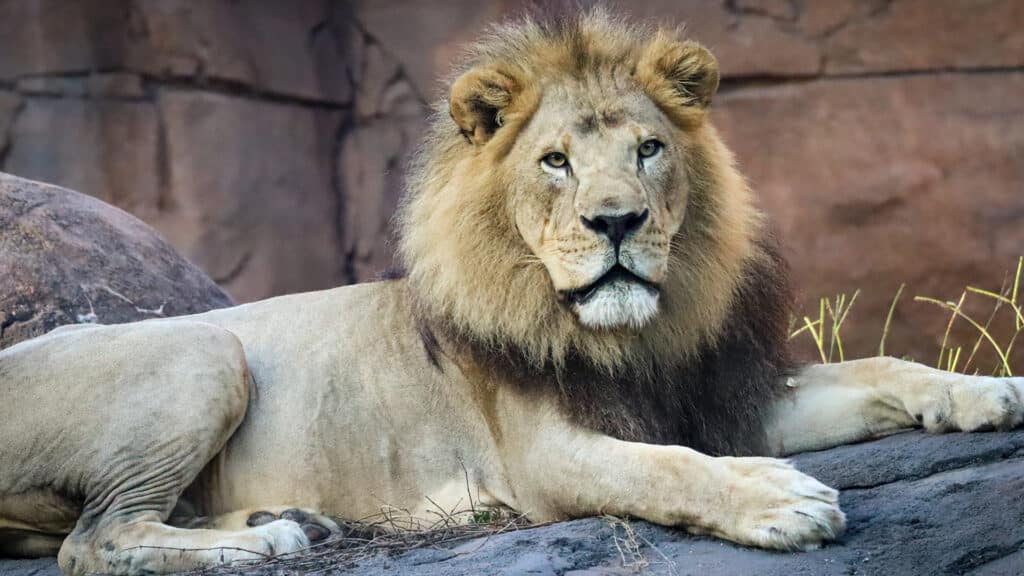 Disney's Animal Kingdom Lions and Stars of Live-Action "The Lion King" Dakari and Kamari Retiring from Kilimanjaro Safari