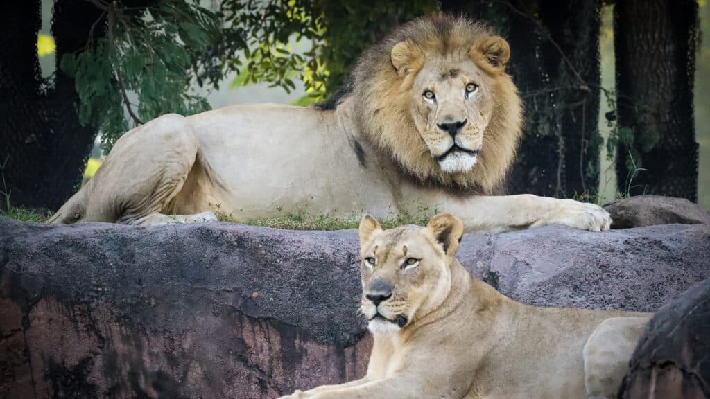 Disney's Animal Kingdom Lions and Stars of Live-Action "The Lion King" Dakari and Kamari Retiring from Kilimanjaro Safari