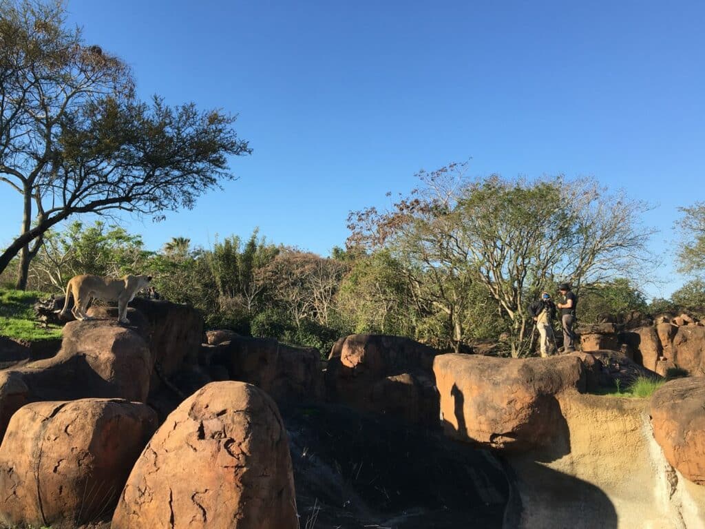 Disney's Animal Kingdom Lions and Stars of Live-Action "The Lion King" Dakari and Kamari Retiring from Kilimanjaro Safari