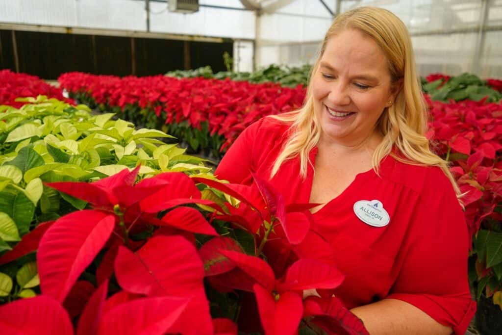 100000 Poinsettias and Festive Flowers Planted at Walt Disney World During the Holidays