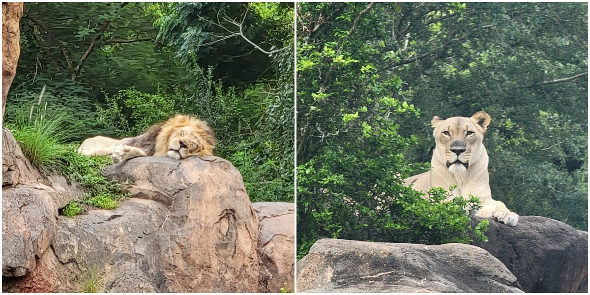 Disneys Animal Kingdom Lions and Stars of Live Action The Lion King Dakari and Kamari Retiring from Kilimanjaro Safari