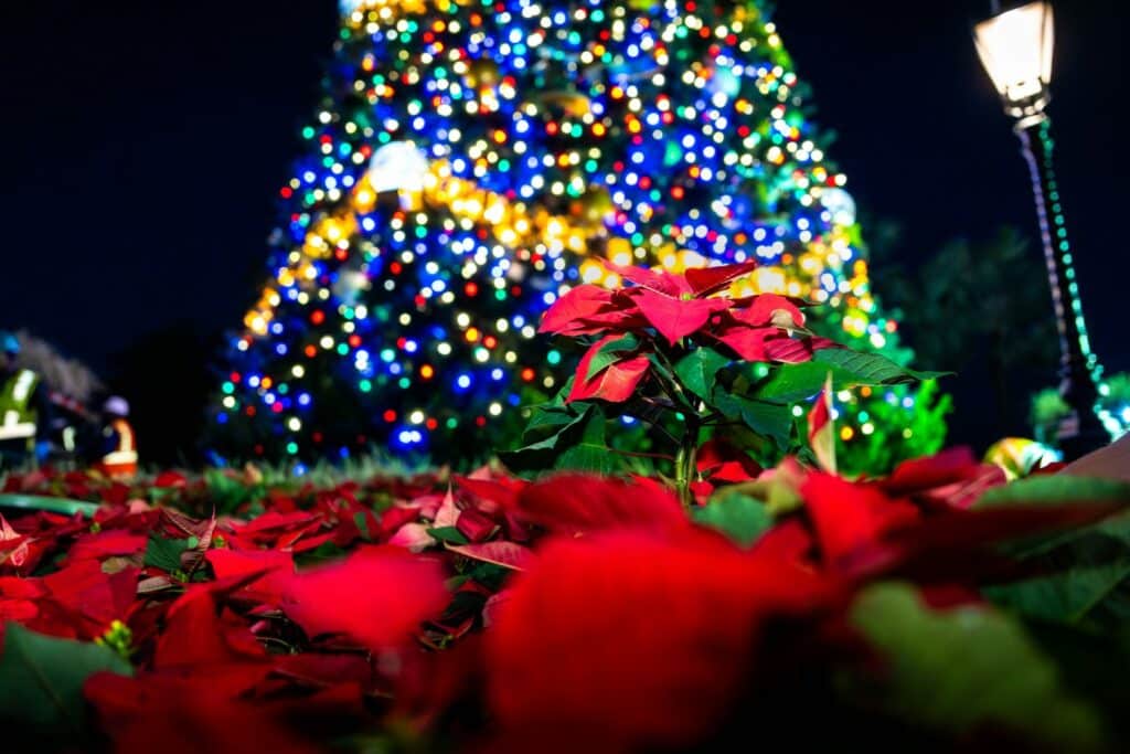 100000 Poinsettias and Festive Flowers Planted at Walt Disney World During the Holidays