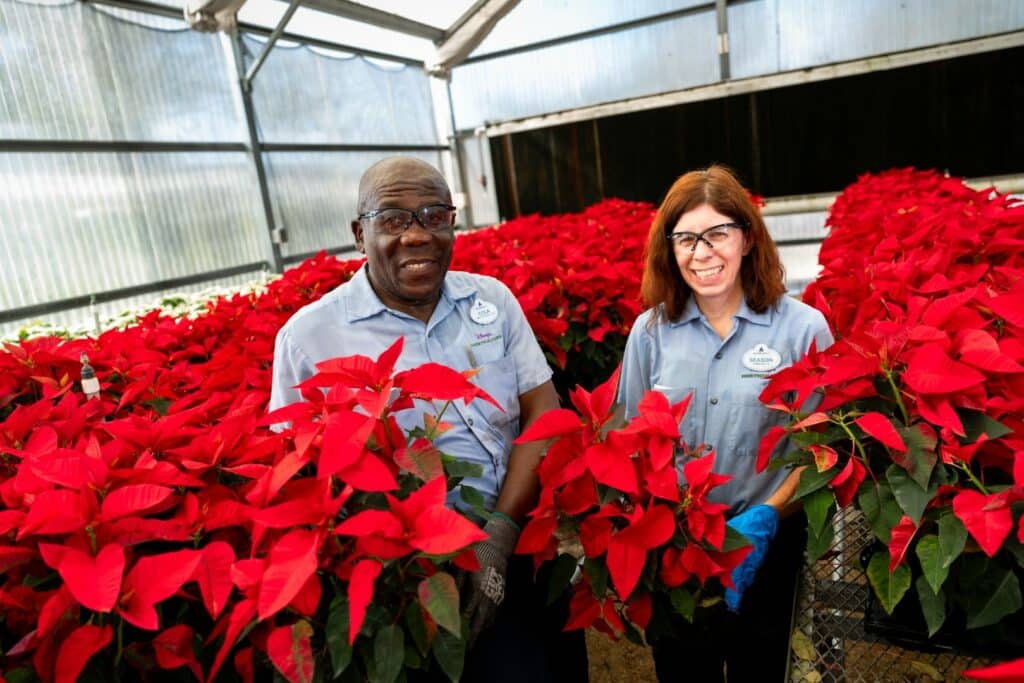 100000 Poinsettias and Festive Flowers Planted at Walt Disney World During the Holidays