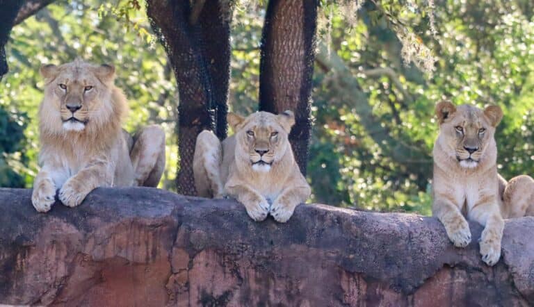 The Circle of Life on the Savannah at Disney's Animal Kingdom - A New Lion King Roams