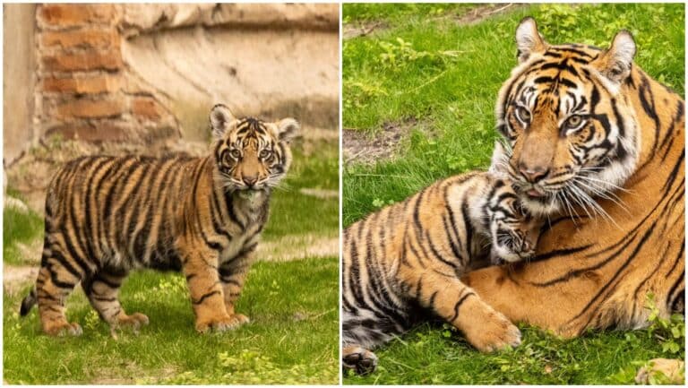 Fluffball of Adorableness: Tiger Cub 'Bakso' Debuts at Disney's Animal Kingdom
