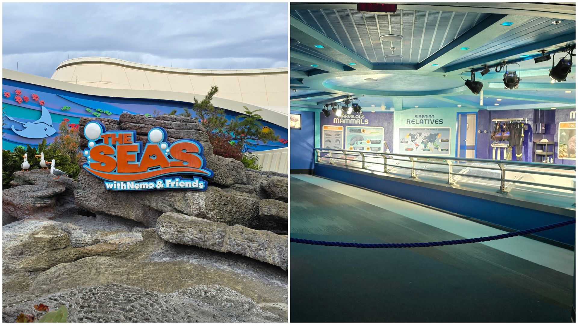 Disney World Removes Manatees to Shift Focus on Short Term Rehabilitation