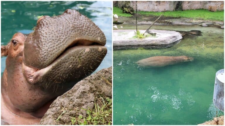 Happy Golden Hippo Birthday at Disney's Animal Kingdom - Viviana Turns 50