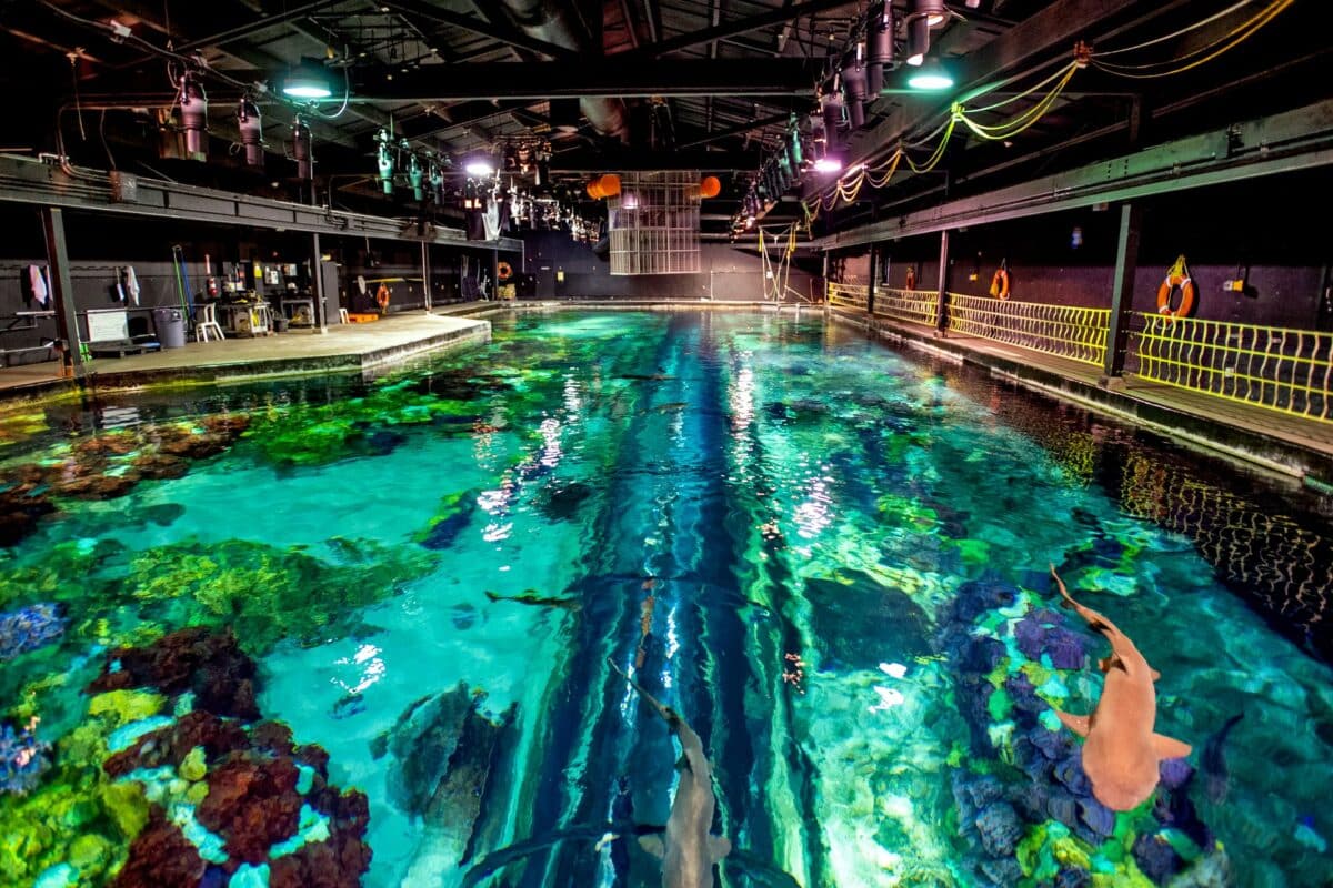 SeaWorld Orlando's Inside Look Event is Back with New Exclusive Behind-the-Scenes Experiences