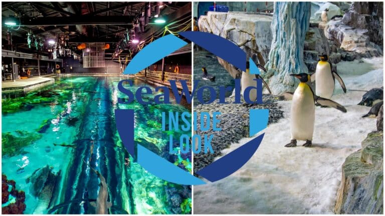 SeaWorld Orlando's Inside Look Event is Back with New Exclusive Behind-the-Scenes Experiences