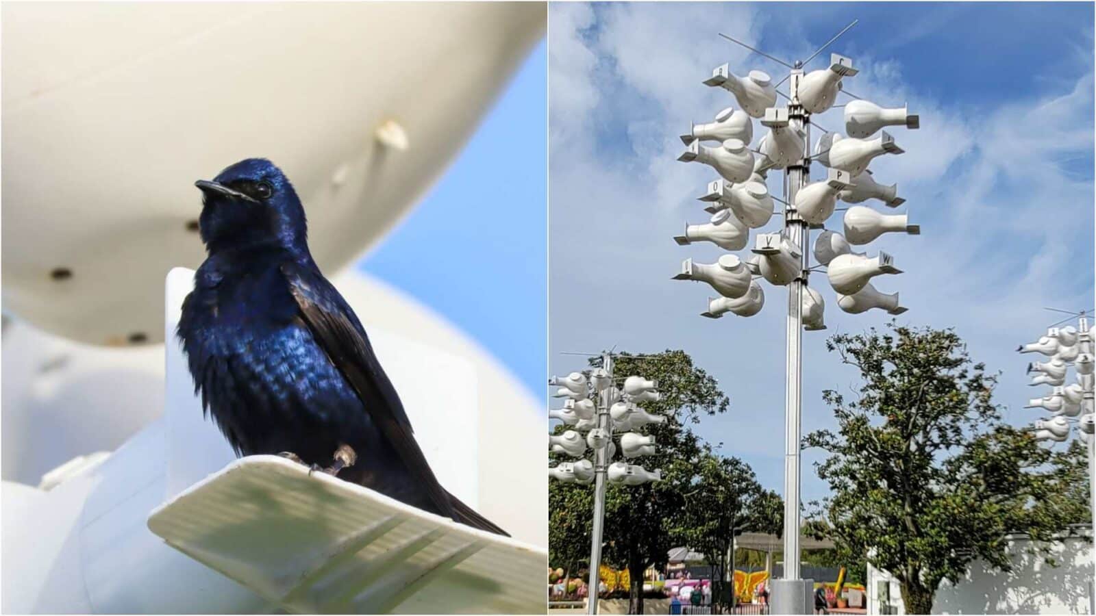 Purple Martins Return Epcot Flower  Garden 2025