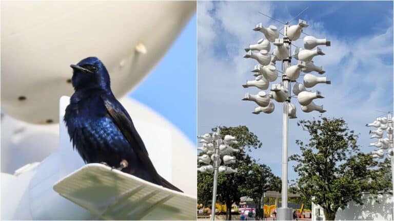 Purple Martins Return! Epcot Flower & Garden 2025