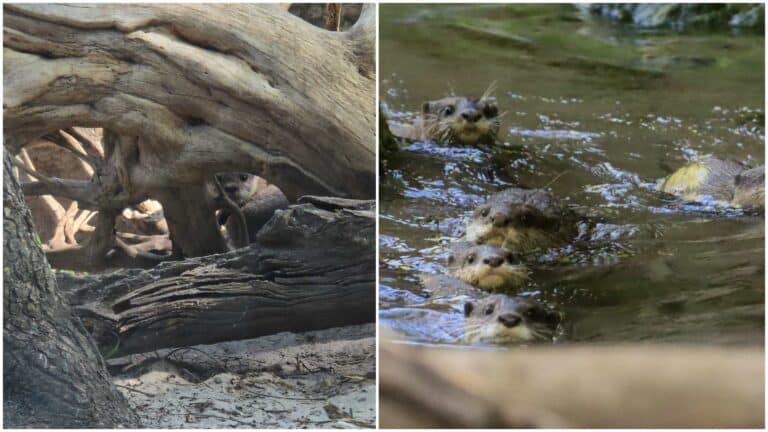 Asian Small-Clawed Otter Pups Debut at Otter Grotto in Disney's Animal Kingdom