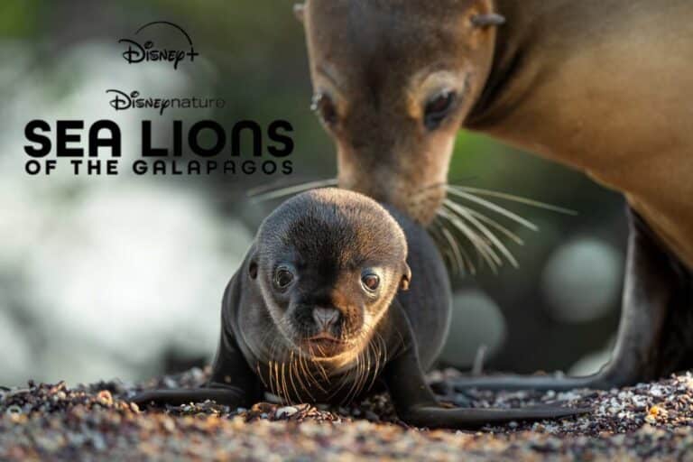 Brendan Fraser Lends Voice to Disneynature's "Sea Lions of the Galápagos," Streaming April 22