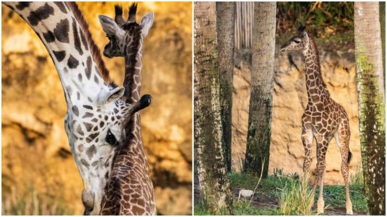 Masai Giraffe Family Grows at Disney Animal Kingdom - Meet Tucker the Baby Calf
