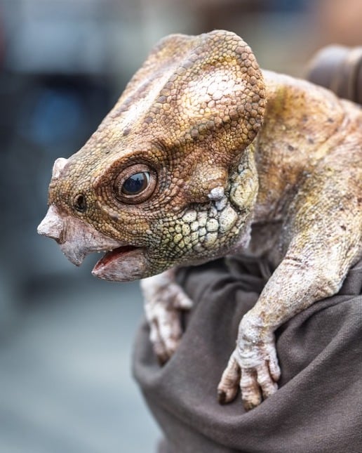 Meet Dolores the Aquilops New Interactive Dinosaur at Universal Orlando