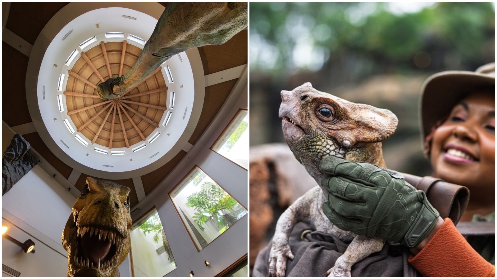 Meet Dolores the Aquilops New Interactive Dinosaur at Universal Orlando