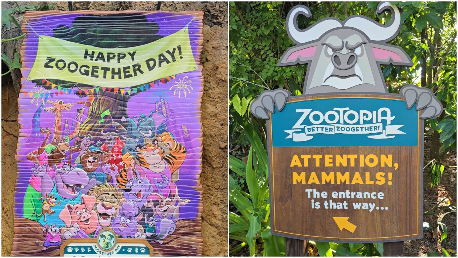 Why Do We Celebrate Zoogether Day at Disney's Zootopia Better Zoogether?