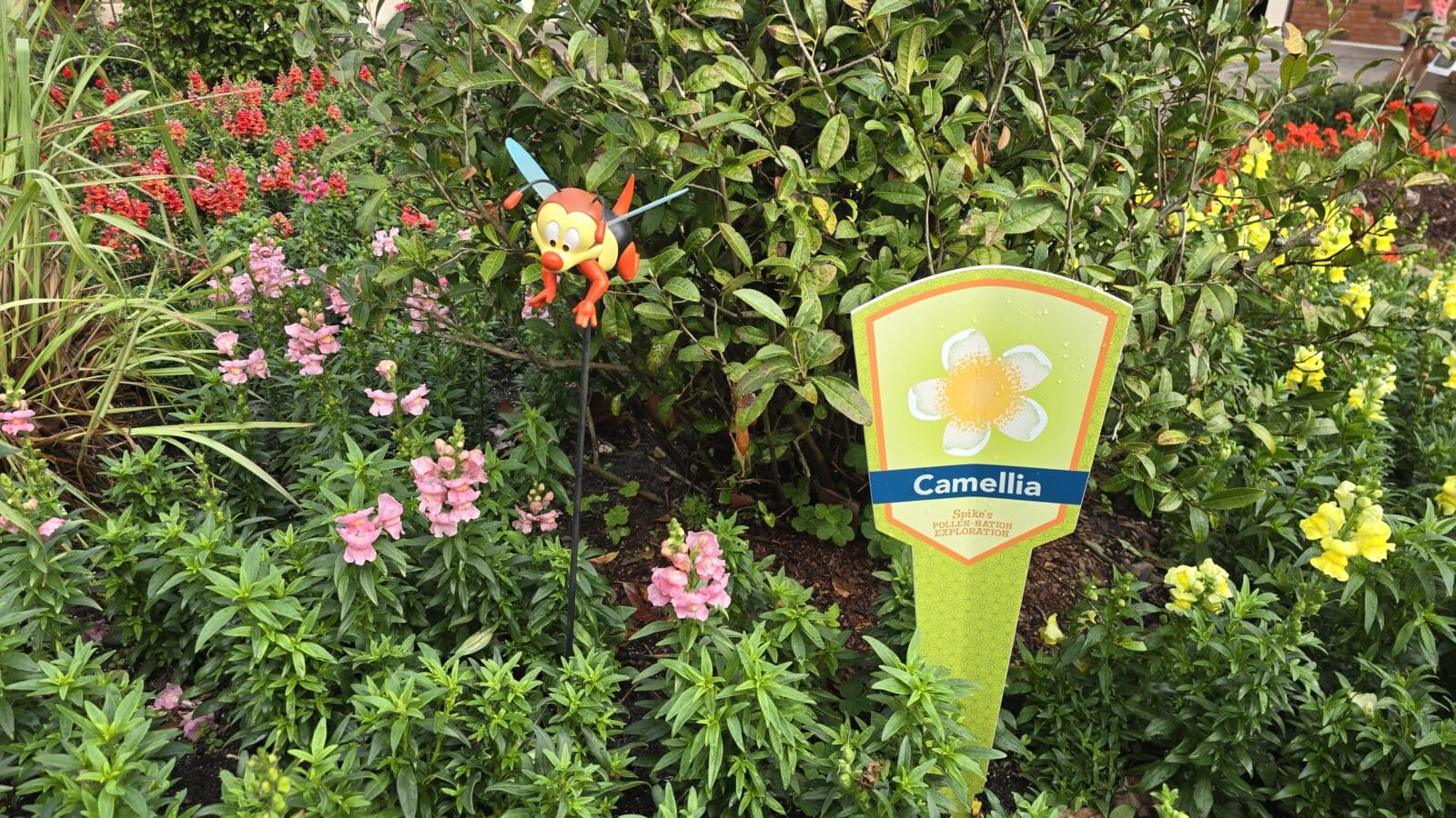 English Tea Garden   Great Britain Camellia