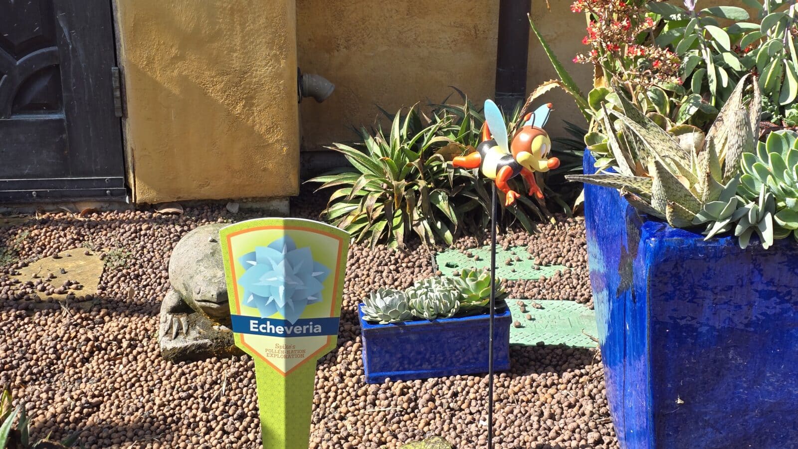 Desert Garden   Mexico Pavilion Echeveria