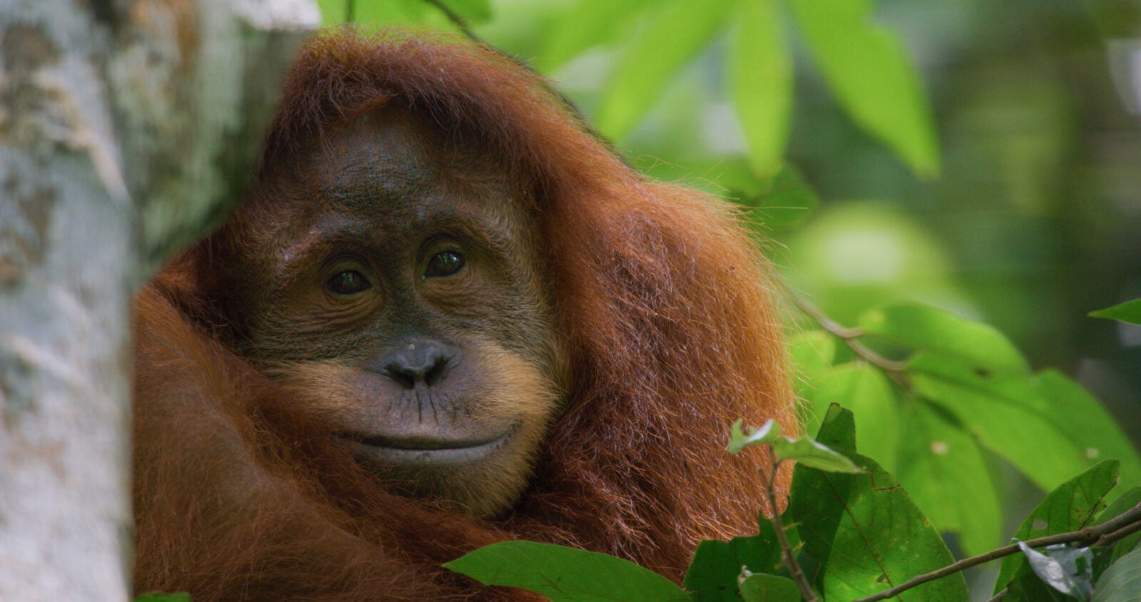 Watch the First Trailer for Disneynature's 'Orangutan,' Premiering on Disney+ on Earth Day