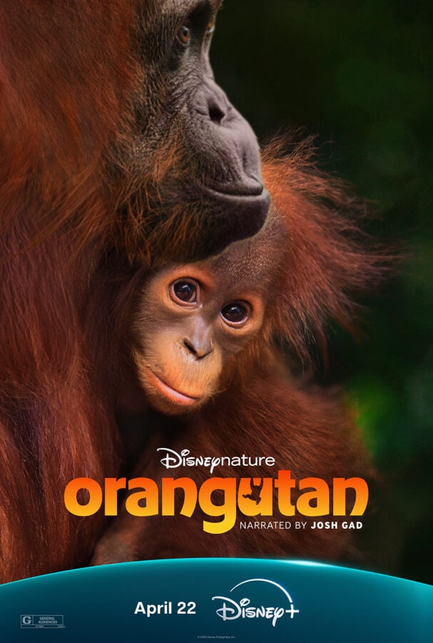 Watch the First Trailer for Disneynature's 'Orangutan,' Premiering on Disney+ on Earth Day