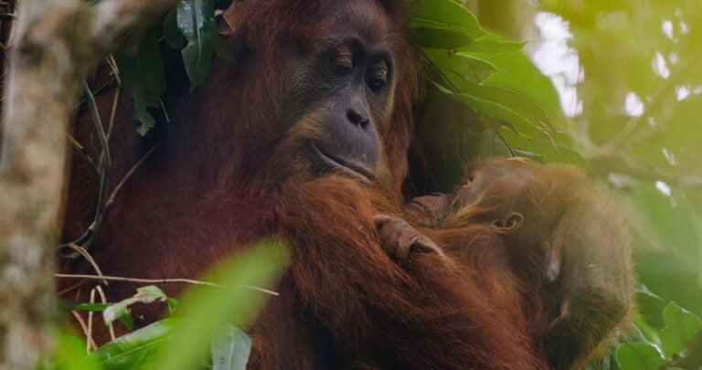 Watch the First Trailer for Disneynature's 'Orangutan,' Premiering on Disney+ on Earth Day