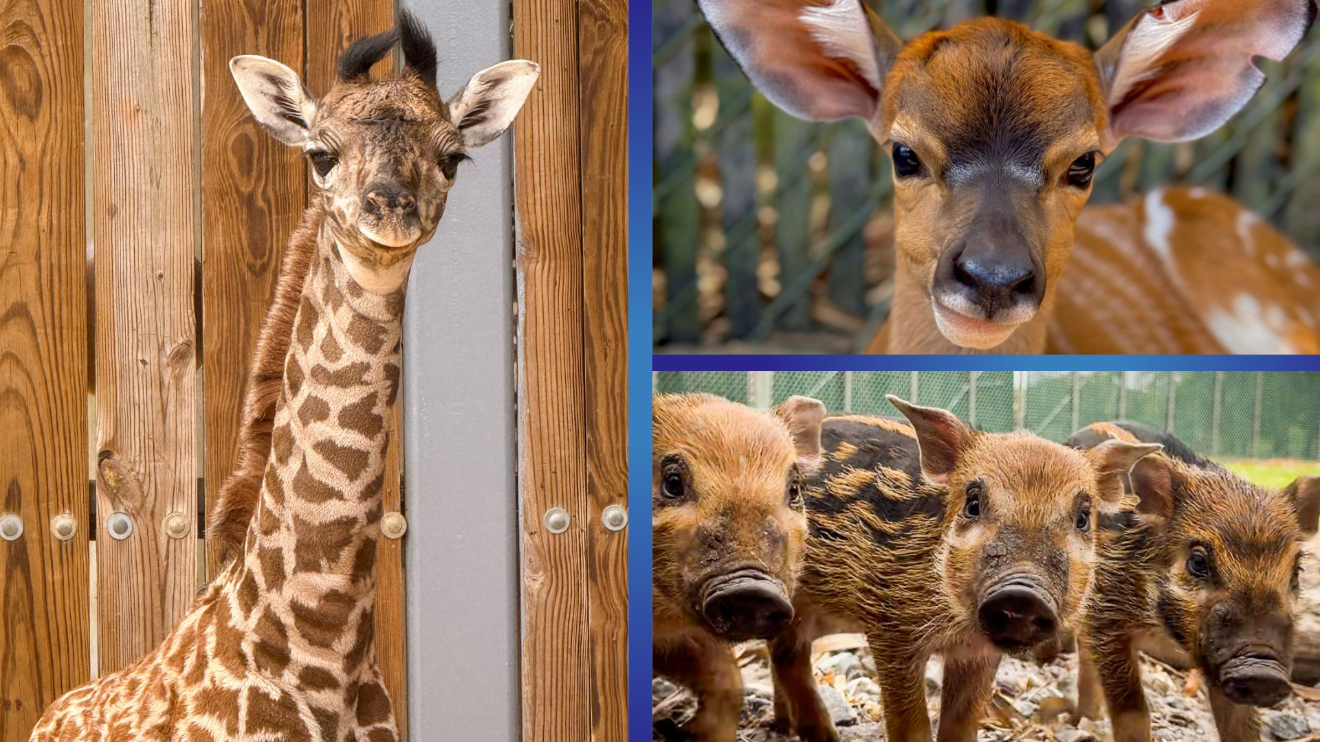 Disney World Just Announced Five New Baby Animals and They Are All Heading to Animal Kingdom This Summer