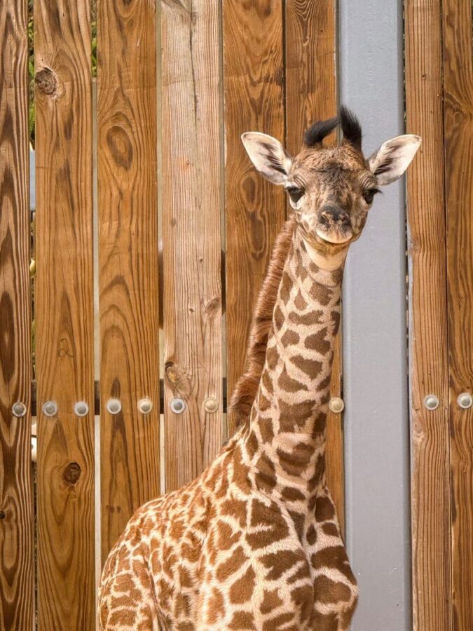 Young giraffe peeking through a wooden fence facing the camera with its long neck visible between wooden slats