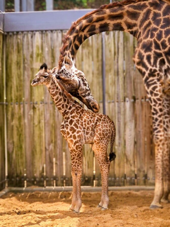 Adult and calf giraffes standing close in a sandy enclosure the adult bending its neck toward the calf in a fenced area