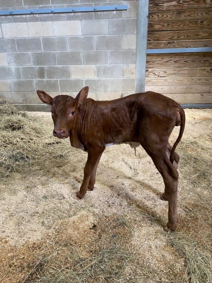 Brown calf standing in a barn on straw and dirt facing the camera with ears perked up near a concrete block wall and wooden door