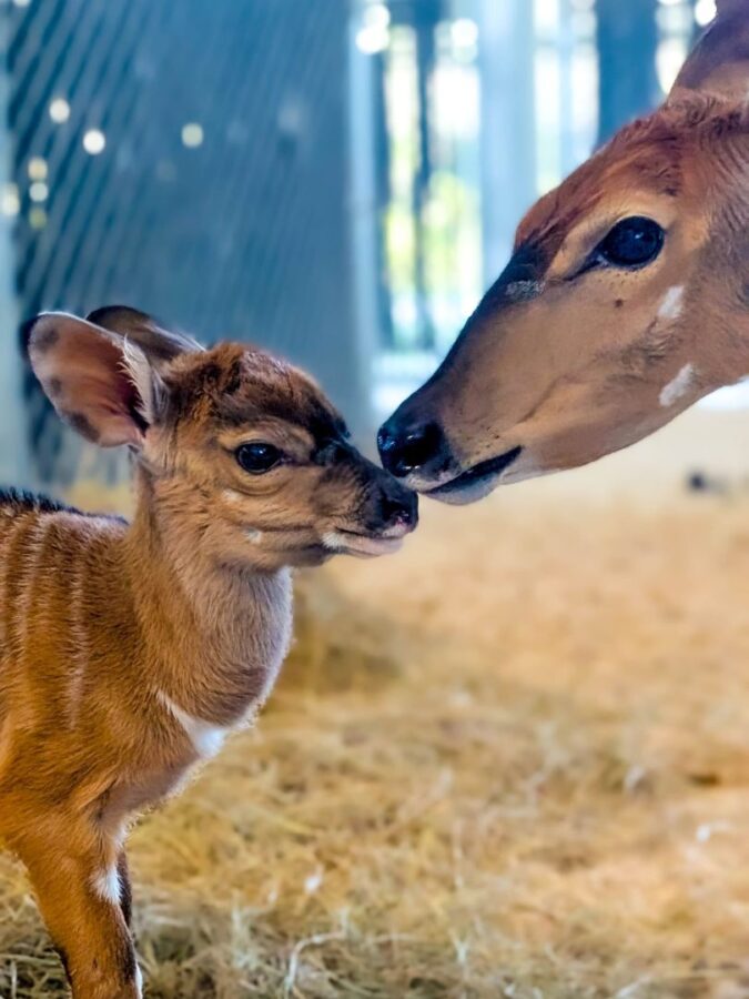 A tiny fawn touches noses with its mother inside a barn standing on a hay covered floor