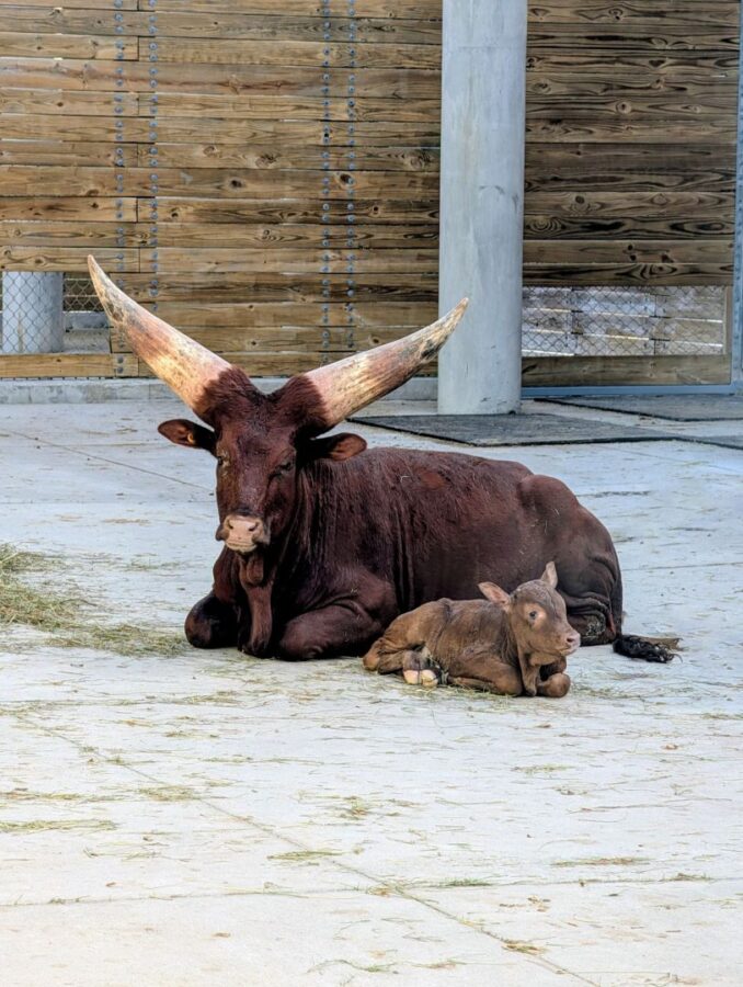 Brown bull with long curved horns lying on a concrete pen floor beside a small calf