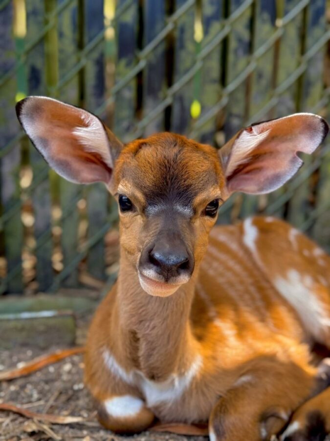 Curious young deer fawn with large ears resting on the ground near a wooden fence brown fur with white markings on its side