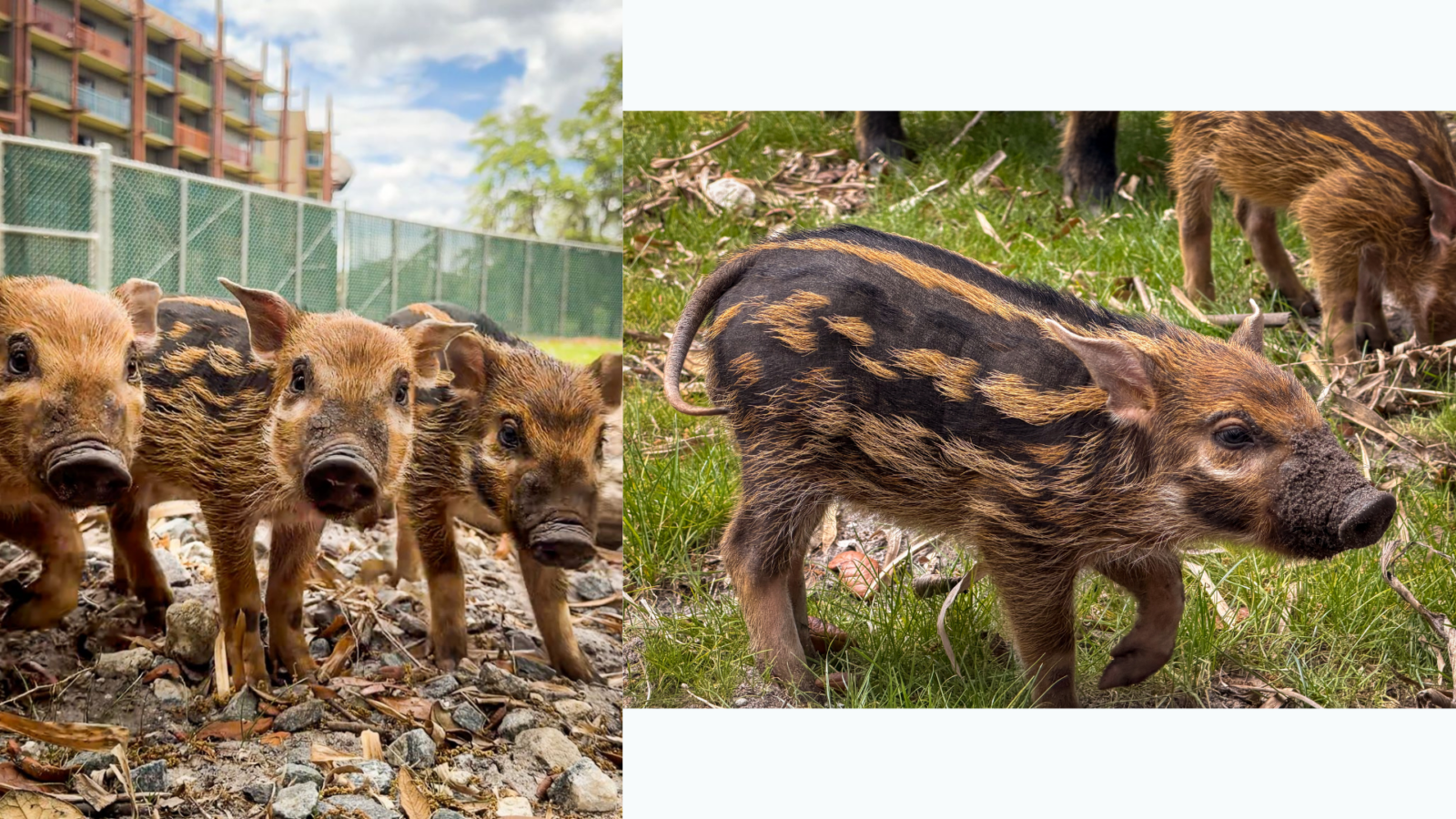 Two panel collage left shows several pigs in a fenced yard near a building right shows a wild boar pig walking in a grassy area