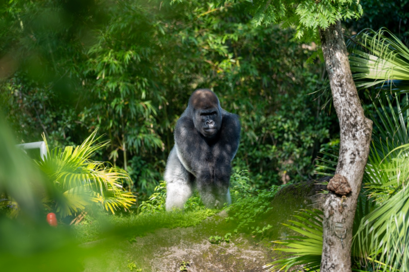 BakaritheGorillaAnimalKingdom1536x1020 Fantasy Land News Adult male gorilla standing upright on a mossy rock surrounded by dense tropical foliage in a lush enclosure
