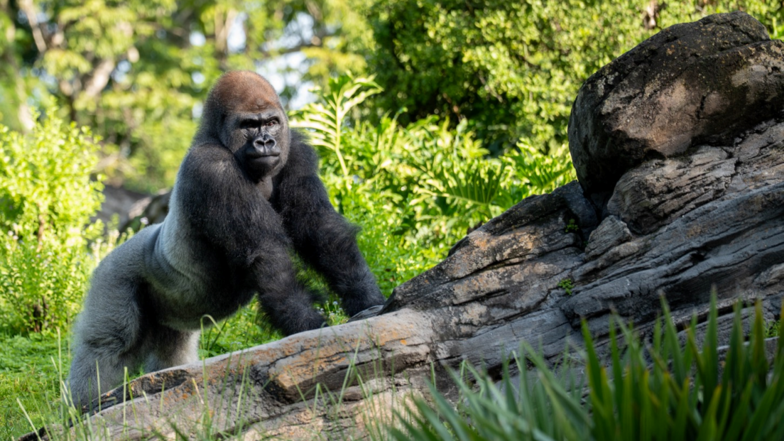 Meet Bakari the New Silverback Gorilla at Disneys Animal Kingdom