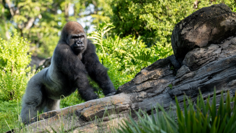 Meet Bakari, the New Silverback Gorilla at Disney's Animal Kingdom