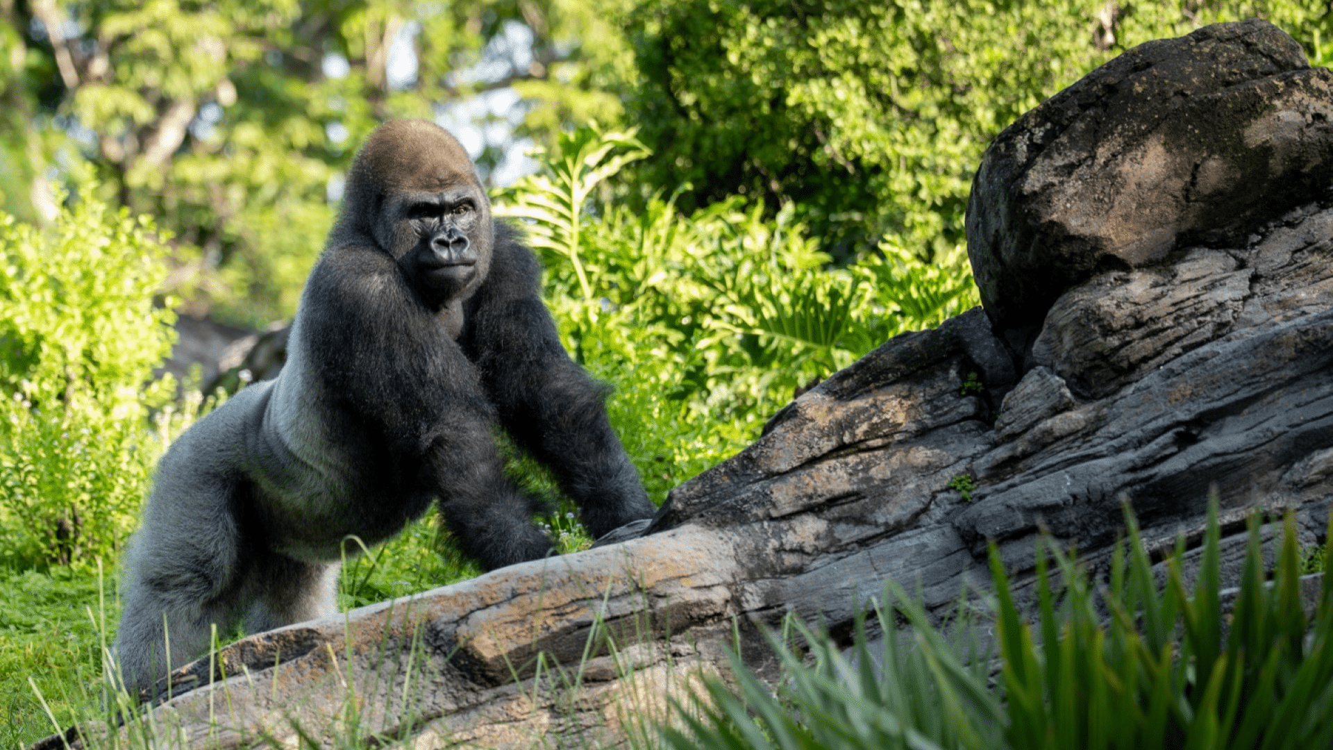Meet Bakari, the New Silverback Gorilla at Disney's Animal Kingdom