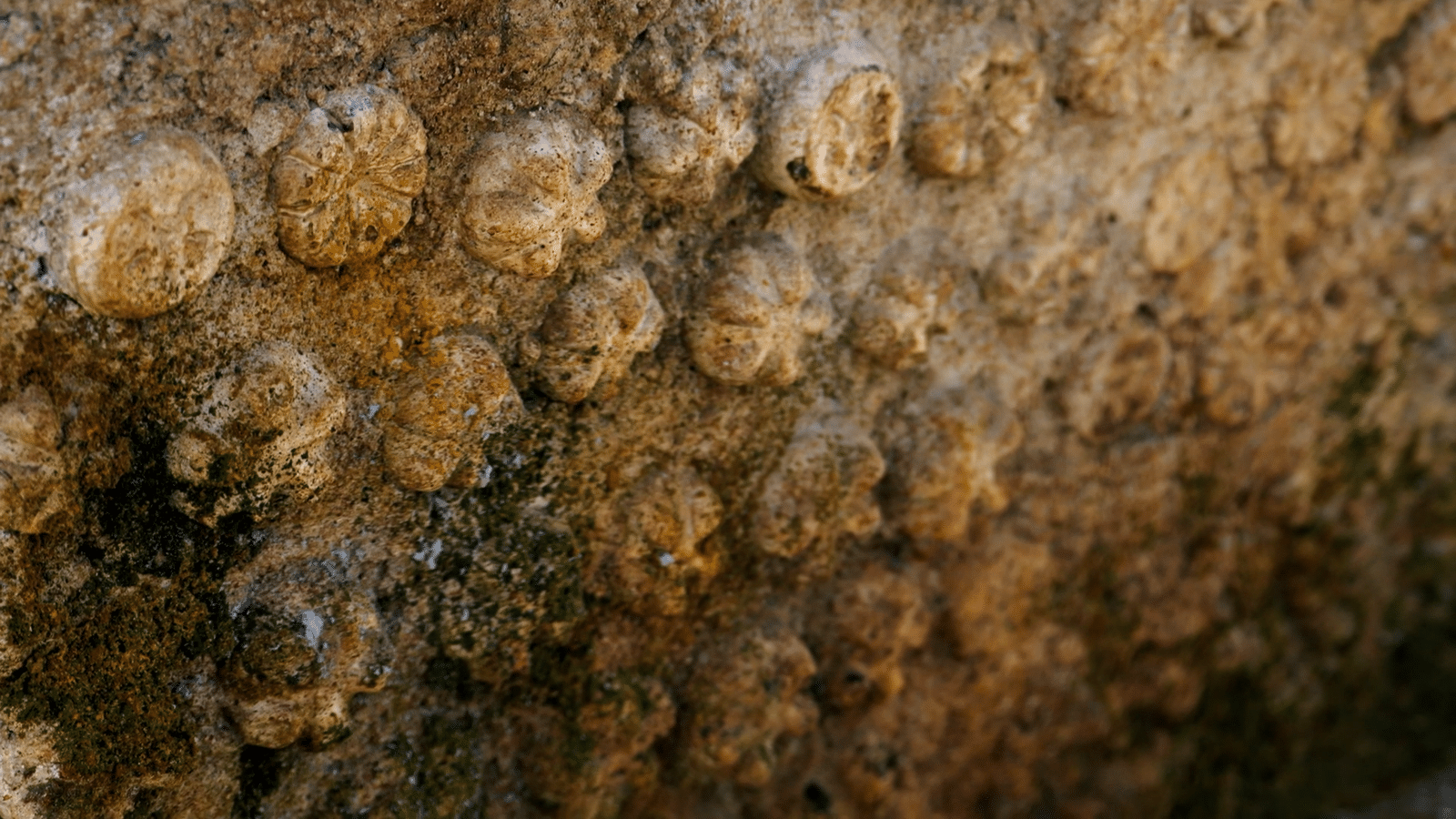Close up of a rocky shoreline covered in circular barnacles and encrusting sea life in brown tones