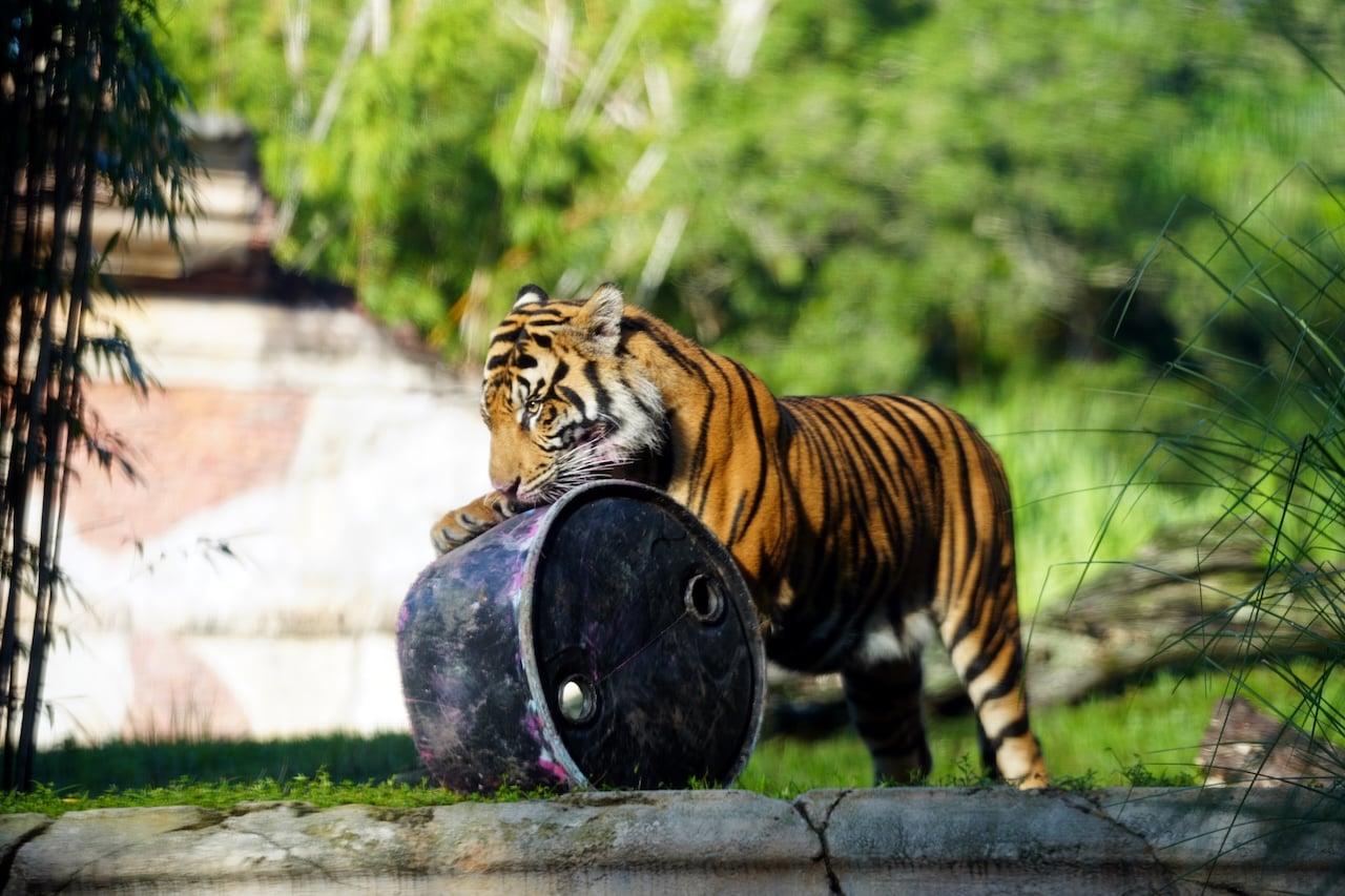 Tiger with orange and black stripes leaning on a large black tire in a grassy outdoor enclosure